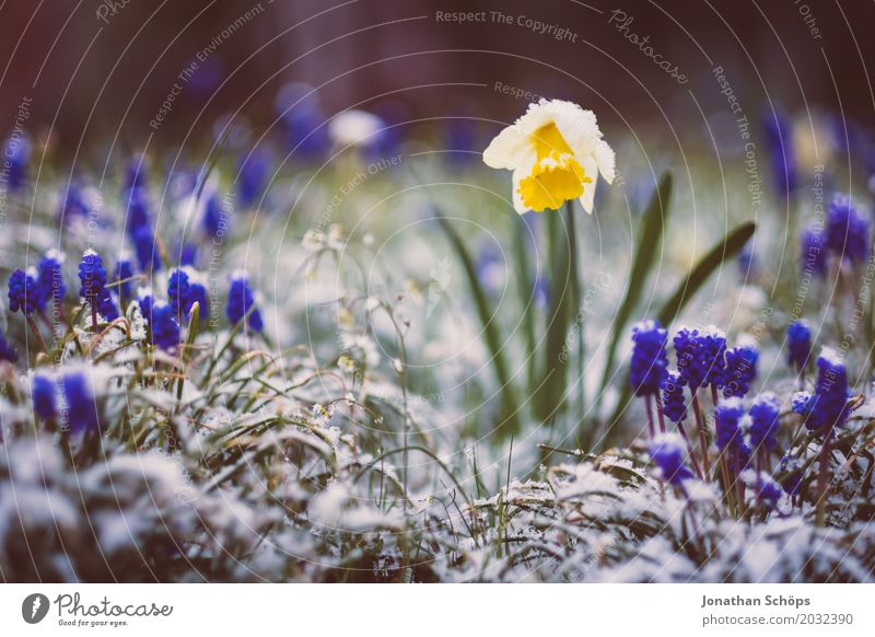 Winter vs. Frühling I Erholung Schnee Garten Eis Frost Blume Blüte Wachstum kalt blau gelb violett Lebensfreude Frühlingsgefühle Vorfreude Hoffnung April