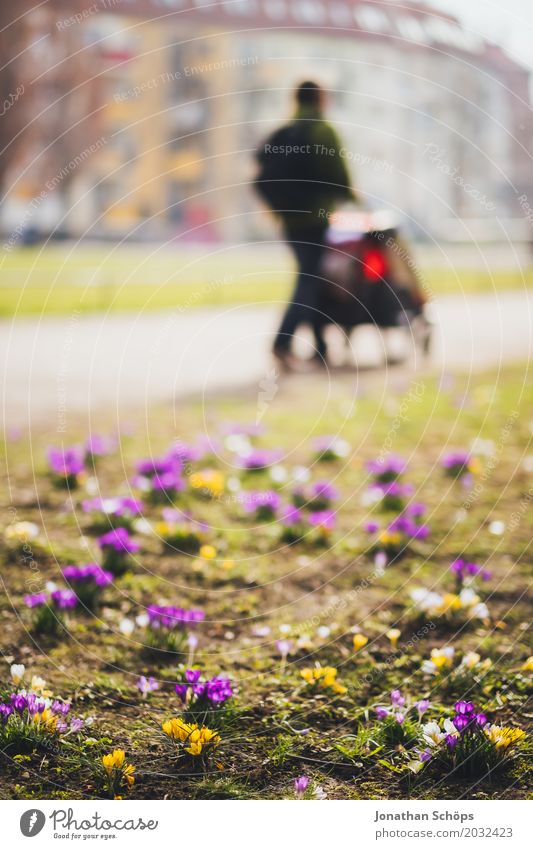 Osterspaziergang II Erholung Sommer Garten Mensch 1 Frühling Blume Blüte Park Wiese Wege & Pfade Wachstum klein gelb violett rosa Erfurt Grünfläche