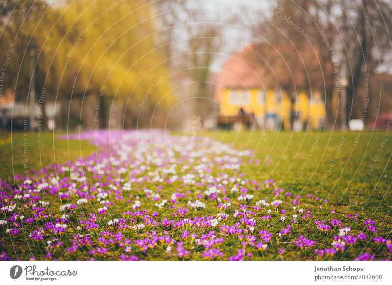 Frühlingswiese XI Erholung Sommer Haus Garten Blume Blüte Park Wiese Wachstum klein viele gelb violett rosa Idylle Blumenteppich Ente Erfurt Grünfläche