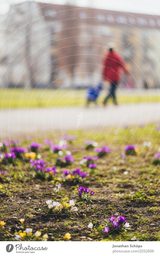 Osterspaziergang I Erholung Sommer Mensch feminin 1 Frühling Blume Blüte Park Wiese Wege & Pfade Wachstum gelb violett rosa Erfurt Grünfläche Klein Venedig