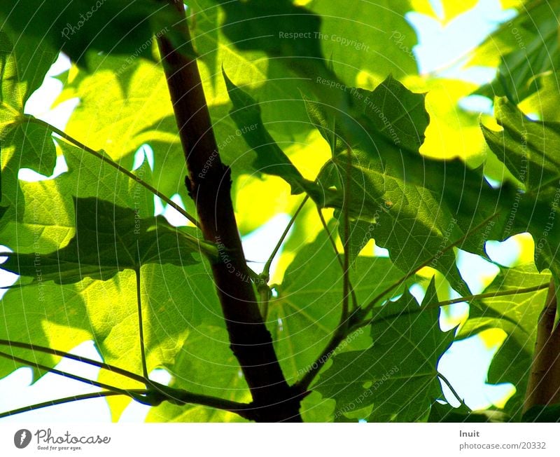 Blätter Blatt Baum Ahorn grün blau