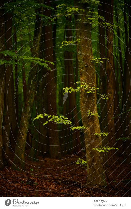 Frühlingswald Natur Baum Buche Buchenwald Wald dunkel natürlich braun grün Kraft ruhig Idylle Wachstum Farbfoto Außenaufnahme Menschenleer Tag