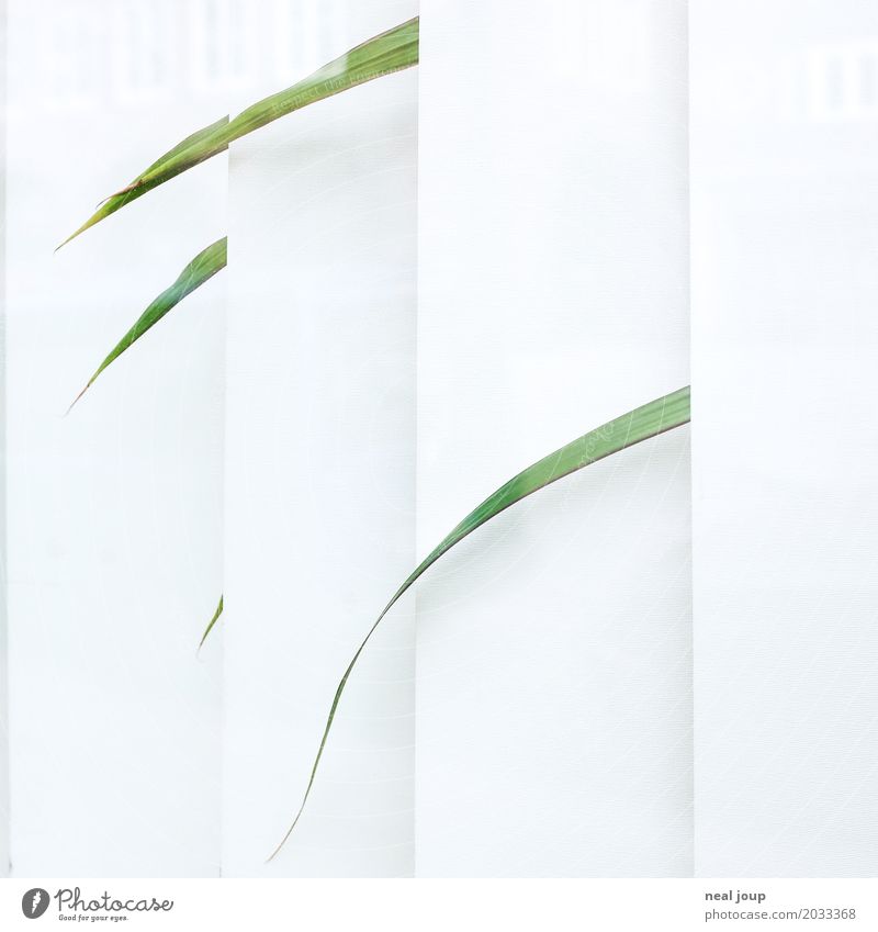 Einzelne Blätter einer vereinsamten Büropflanze schauen durch die Jalousie Grünpflanze Topfpflanze Zimmerpflanze Fenster Traurigkeit verblüht warten trist grün