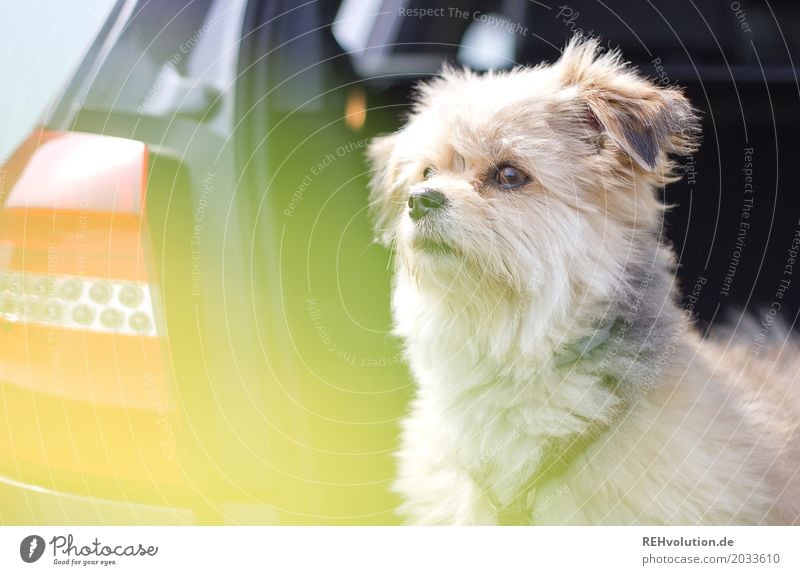 Hund sitzt im Kofferraum eines Autos Ausflug Tier Haustier Außenaufnahme Wachsamkeit Blick nach vorn Tierporträt Schwache Tiefenschärfe klein niedlich Neugier