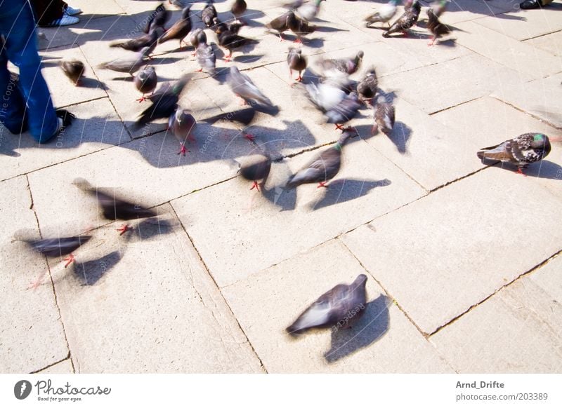 Tauben Freizeit & Hobby Ausflug Wetter Tier Vogel Tiergruppe Stimmung Urlaubsort Venedig Farbfoto Außenaufnahme Tag Licht Schatten Langzeitbelichtung
