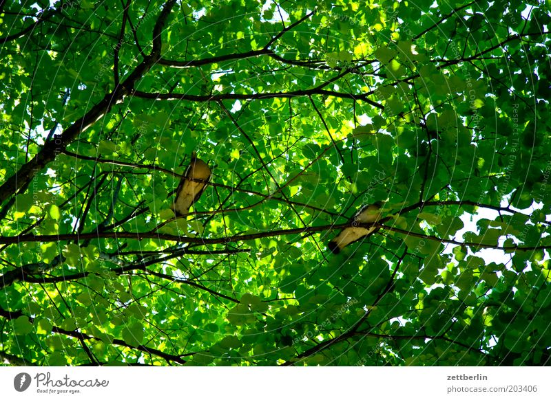 Zwei Tauben in Paris Vogel sitzen ruhig Pause Baum Blätterdach Ast Zweig Sommer dunkel Schutz grün Blattgrün Froschperspektive Tierpaar