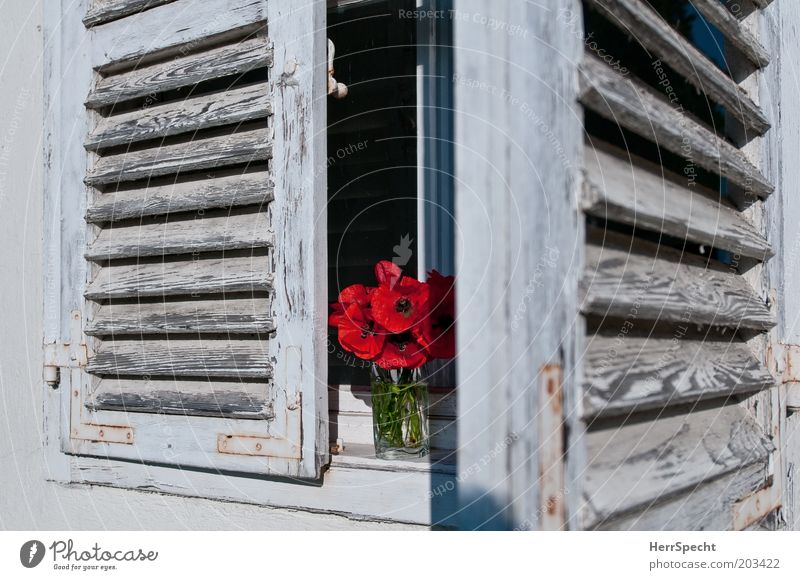 Blumenladen Mohn Fenster Fensterladen Lamellenjalousie rot weiß Blumenstrauß Farbstoff verfallen alt offen Farbfoto Gedeckte Farben Außenaufnahme