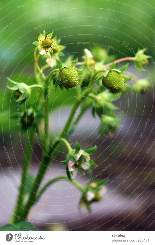 nicht mehr lange... Frucht Bioprodukte Pflanze Blüte Nutzpflanze Erdbeeren Beeren Blühend Wachstum grün Vorfreude geduldig ruhig Erdbeerblüte warten Reifezeit