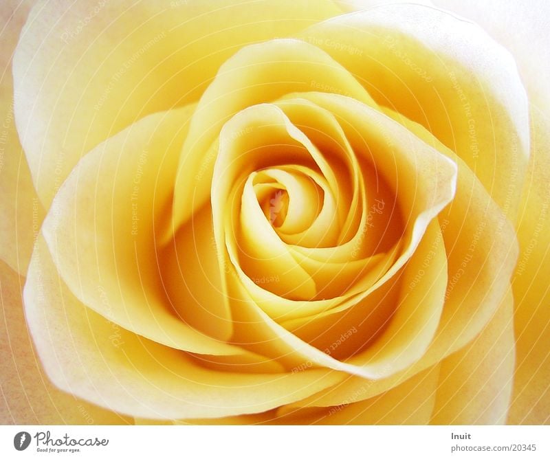 Rose 02 Rosenblüte Blüte gelb Detailaufnahme