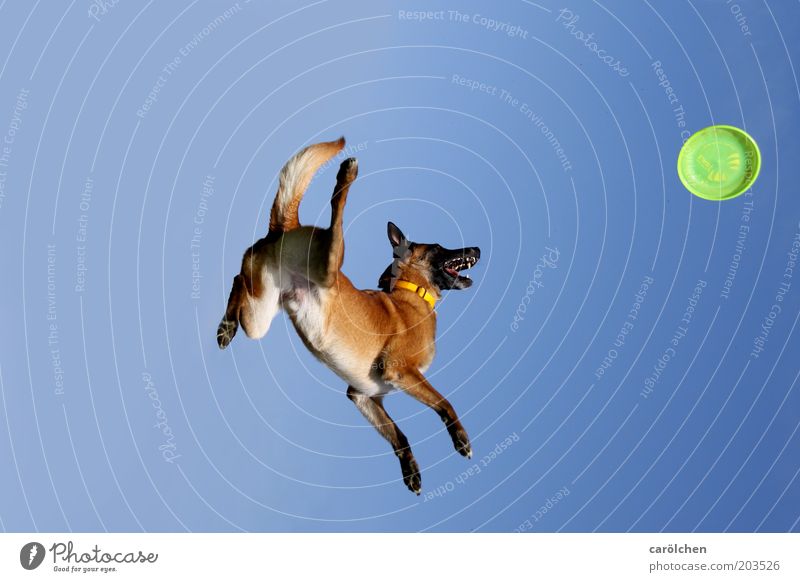 Fallrückzieher Tier Haustier Hund 1 fliegen Spielen springen Frisbee Farbfoto Außenaufnahme Tag Ganzkörperaufnahme Himmel blau grün Schweben Sport-Training