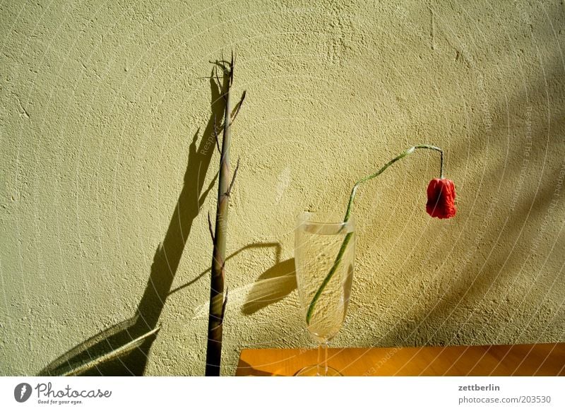 Bambus und Mohn Blume Bambusrohr Glas Wasser Wasserglas Wand Fassade Schatten Streiflicht Blüte verblüht Frühling Mohnblüte Trauer Traurigkeit
