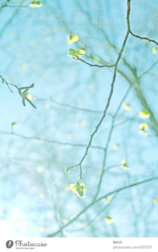GLÜHBLÄTTCHEN Umwelt Natur Pflanze Himmel Frühling Schönes Wetter Baum leuchten frisch hell saftig wild blau grün Frühlingsgefühle Ast Zweige u. Äste