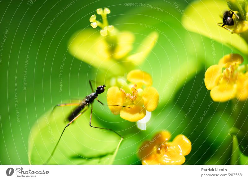 lass mich in Ruhe! Tier 2 Jagd Insekt Ameise Schnake Blume Pflanze verfolgen schön Natur beobachten Flucht klein grün stelzenfliege Farbfoto Makroaufnahme