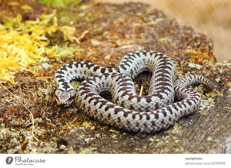 gemeiner europäischer Addierer, der im natürlichen Lebensraum sich aalt schön Natur Tier Wildtier Schlange wild grau schwarz Angst gefährlich Europäer Reptil