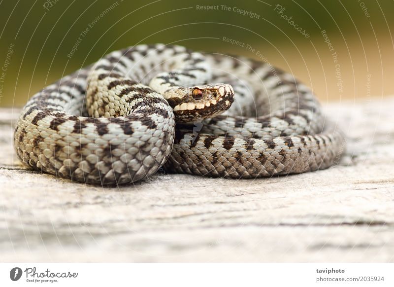 männliche europäische gemeine Viper, die auf Stumpf sich aalt Mann Erwachsene Natur Landschaft Tier Wildtier Schlange wild braun grau schwarz Angst gefährlich