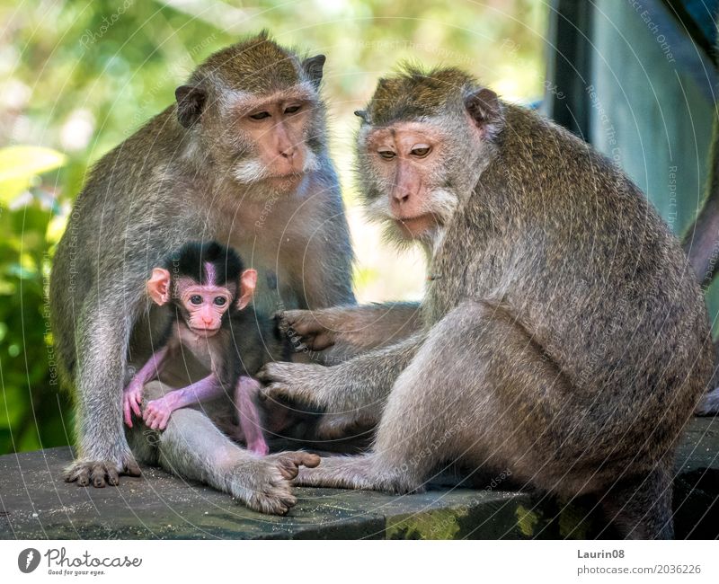 Monkey family / Affenfamilie exotisch Ferien & Urlaub & Reisen Tourismus Abenteuer Ferne Umwelt Natur Tier Sommer Schönes Wetter Uluwatu Bali Indonesien Asien