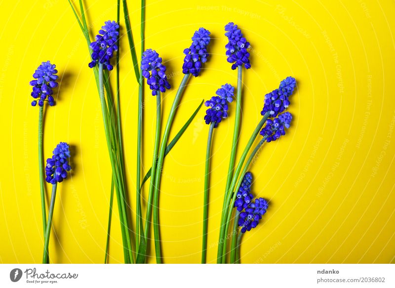 Gelber Hintergrund mit blauen Blumen, Maushyazinthe Dekoration & Verzierung Valentinstag Muttertag Geburtstag Natur Pflanze Blatt Blüte Blumenstrauß frisch hell