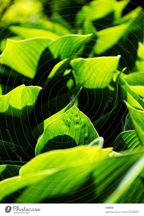 voll krass grün . . . Pflanze Blatt Grünpflanze leuchten Wachstum ästhetisch natürlich schwarz Gefühle Farbe Blattadern Hosta Farbfoto Außenaufnahme Nahaufnahme