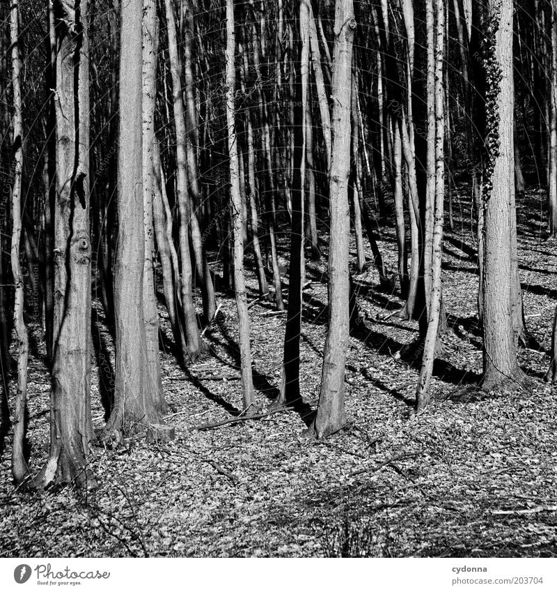 Wald vor lauter Bäumen Umwelt Natur Baum geheimnisvoll ruhig kahl Waldrand Laubbaum Schwarzweißfoto Außenaufnahme Textfreiraum unten Tag Licht Schatten Kontrast