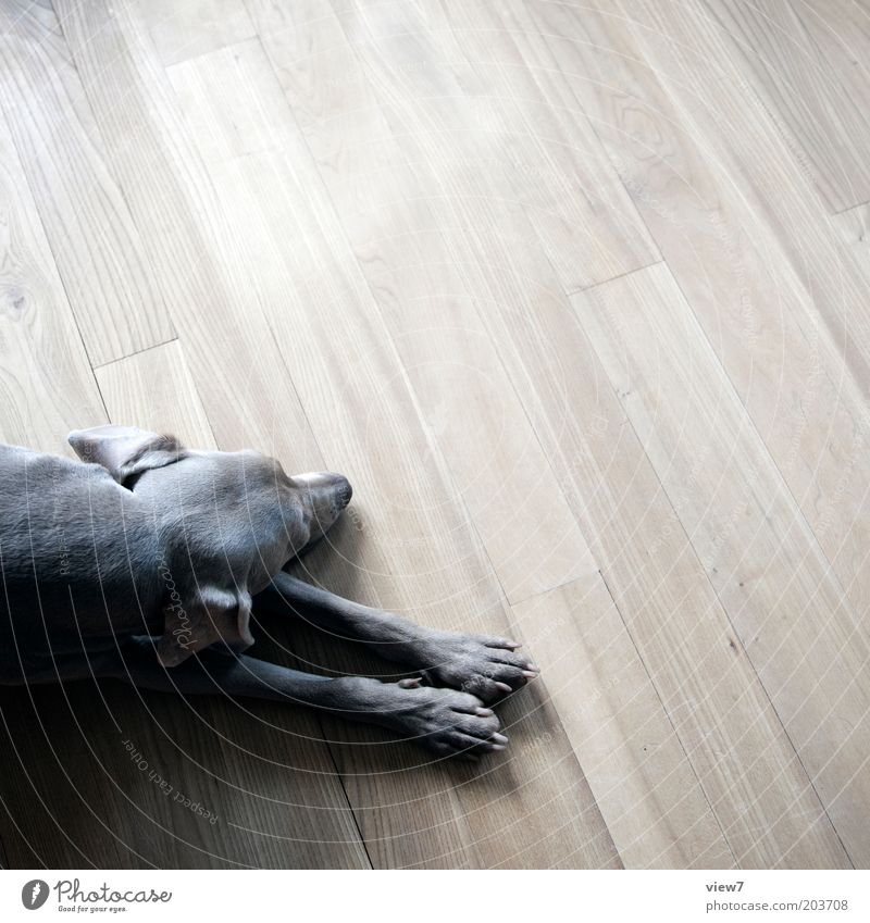 entspannen Wohnung Raum Tier Haustier Hund 1 Holz liegen schlafen ästhetisch einfach braun Vertrauen Geborgenheit schön geduldig ruhig Weimaraner Pfote Fell