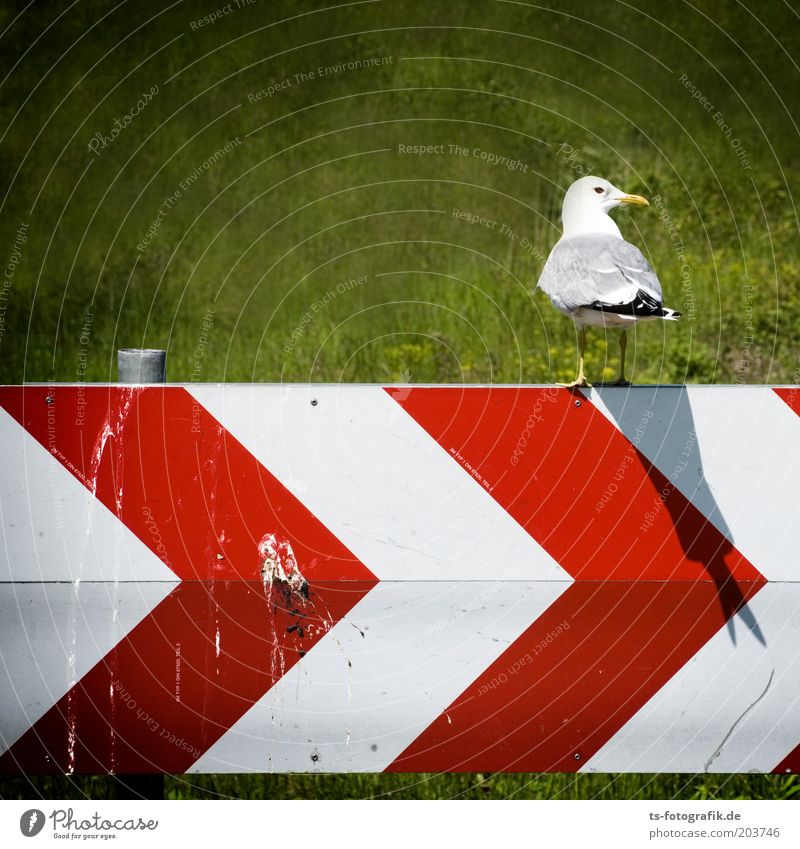 Doppelt hält besser Umwelt Natur Landschaft Tier Gras Verkehrszeichen Verkehrsschild Vogel Möwe Möwendreck Möwenvögel Schnabel Vogeldreck Kot 1 Hinweisschild