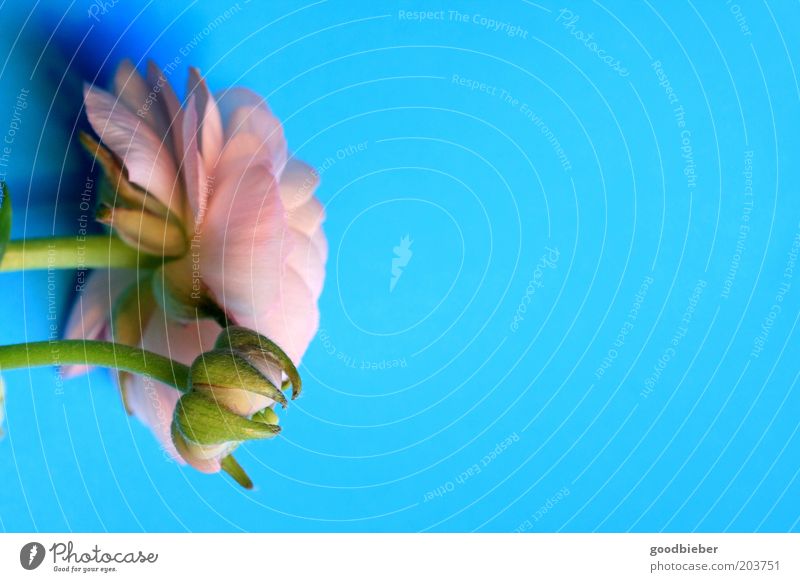 Blume auf Türkis Rose Blüte ästhetisch Duft blau grün rosa türkis Farbfoto Außenaufnahme Nahaufnahme Menschenleer Textfreiraum rechts Hintergrund neutral Abend