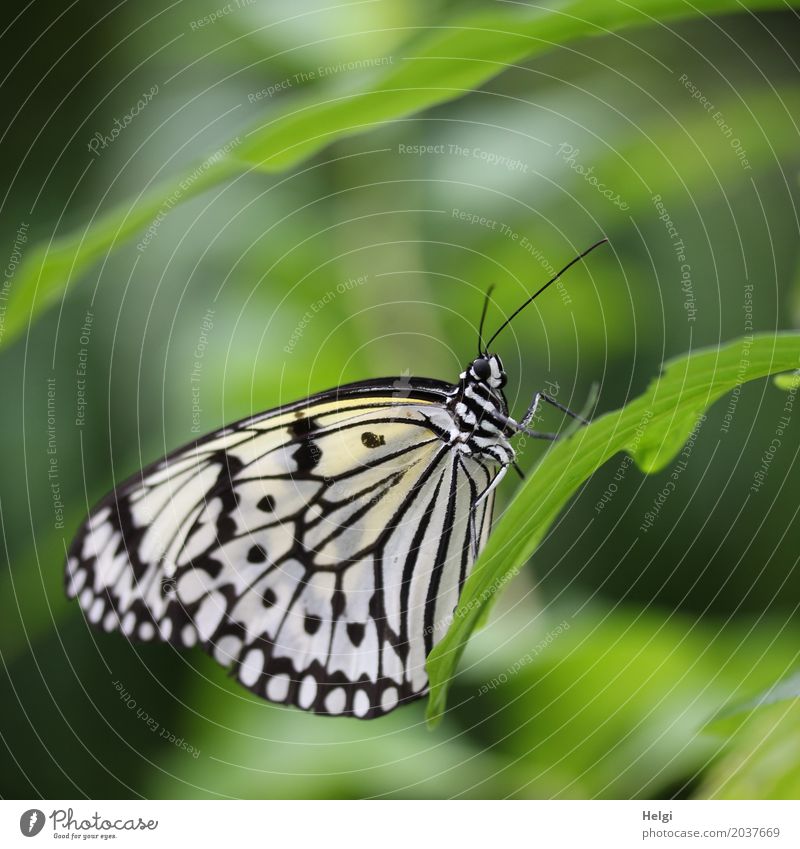 außergewöhnlicher Schmetterling, weiße Baumnymphe, sitzt auf einem Blatt Pflanze Tier Weiße Baumnymphe 1 festhalten Blick stehen ästhetisch einzigartig klein