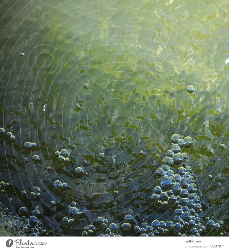 Sprudel Umwelt Natur Urelemente Wasser Teich kalt Licht Schatten Blase Schaumblase Luftblase Wasseroberfläche sprudelnd Farbfoto Gedeckte Farben Außenaufnahme