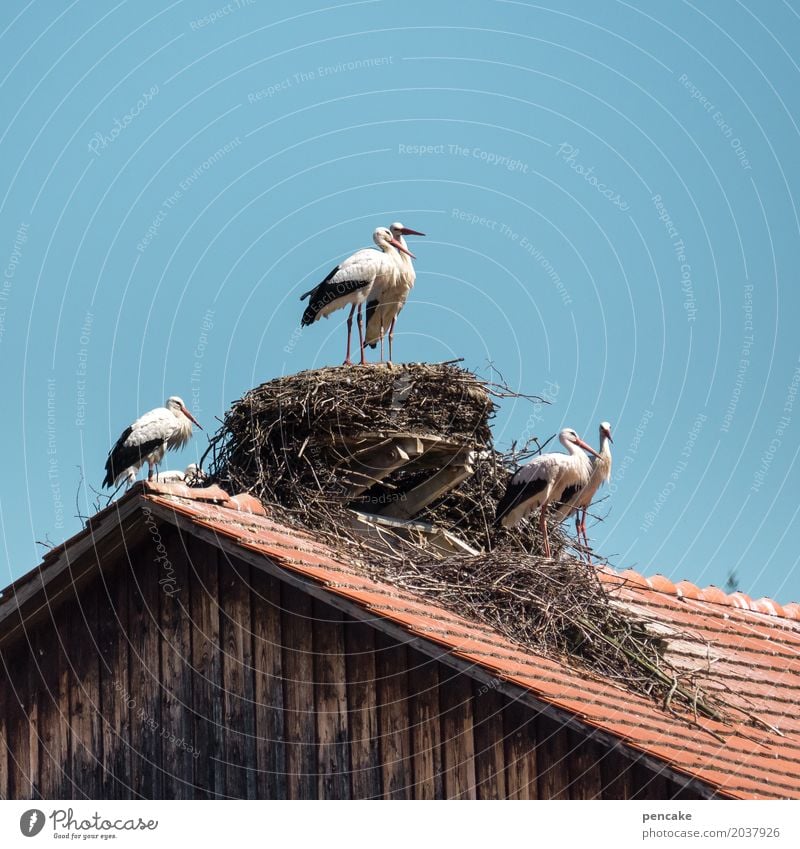 nichts ist ohne | risiko Natur Urelemente Wolkenloser Himmel Frühling Dorf Hütte Dach Wildtier Vogel Tiergruppe Zeichen Liebe Liebesaffäre planen Erotik Storch