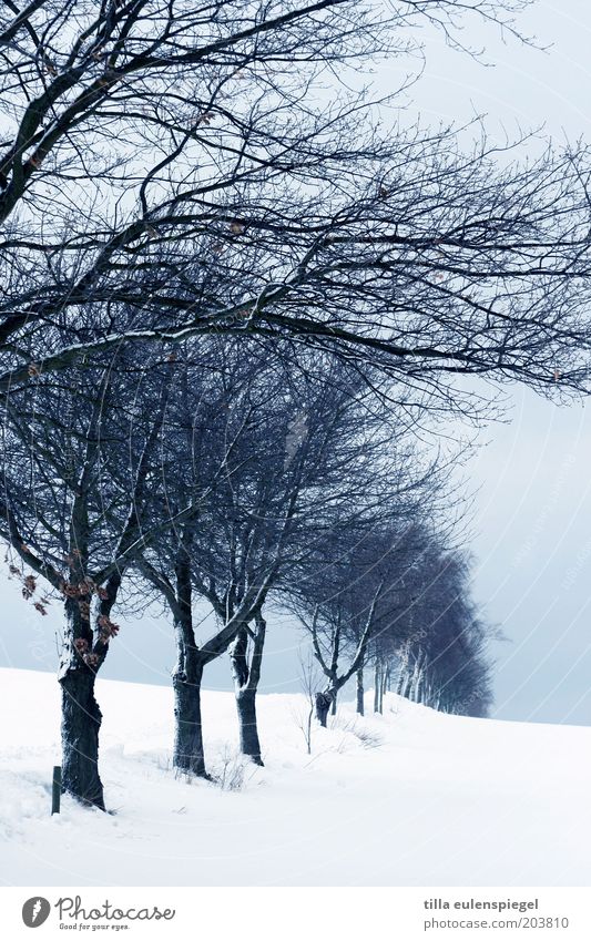 noch aus (k)alten Tagen übrig. Winter Schnee Umwelt Natur Landschaft Horizont schlechtes Wetter Eis Frost Baum frieren kalt blau weiß ruhig Baumreihe Ast