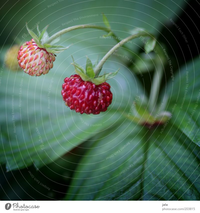 erdbeerle Frucht Erdbeeren Ernährung Bioprodukte Vegetarische Ernährung Natur Pflanze Garten grün rot Vitamin Gesundheit Farbfoto Außenaufnahme Nahaufnahme