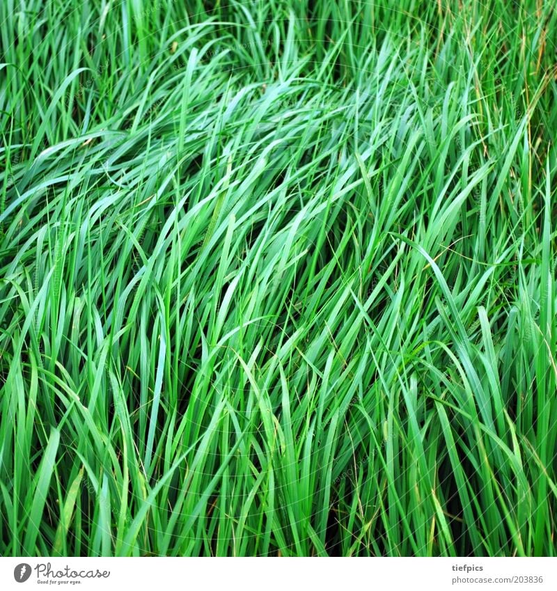 grünes gras. Sommer Gras Wiese saftig Halm Wind ruhig sanft Natur Pflanze frisch Frühling Farbfoto Menschenleer Feld