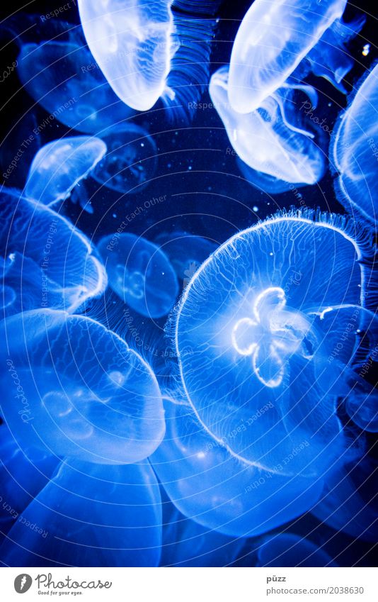 Quallen Umwelt Natur Tier Urelemente Wasser Meer Tiergruppe Schwarm Schwimmen & Baden ästhetisch bedrohlich dunkel Ekel fantastisch kalt nass schleimig blau