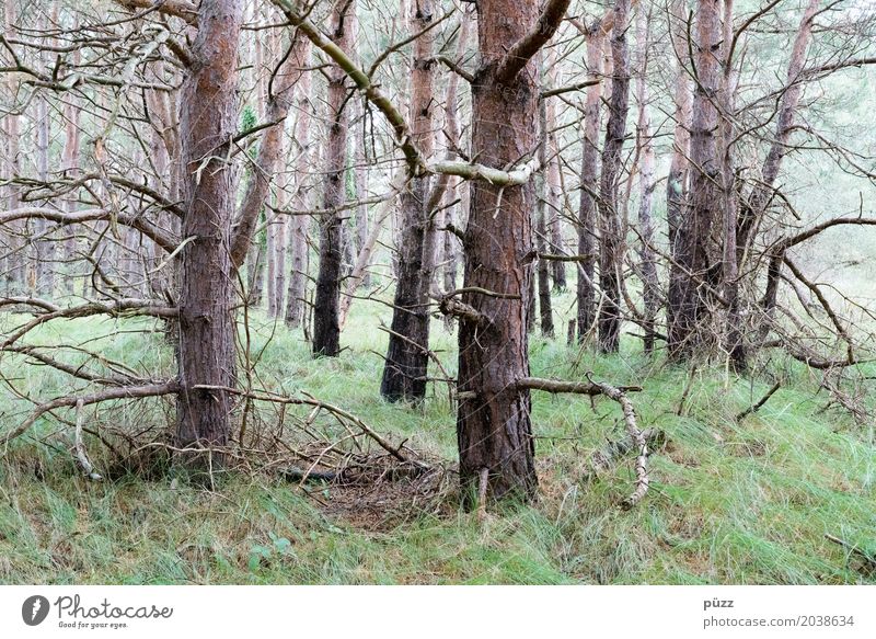 Kiefern Umwelt Natur Landschaft Tier Erde Klima schlechtes Wetter Pflanze Baum Gras Grünpflanze Wald Urwald alt bedrohlich dunkel gruselig natürlich trist