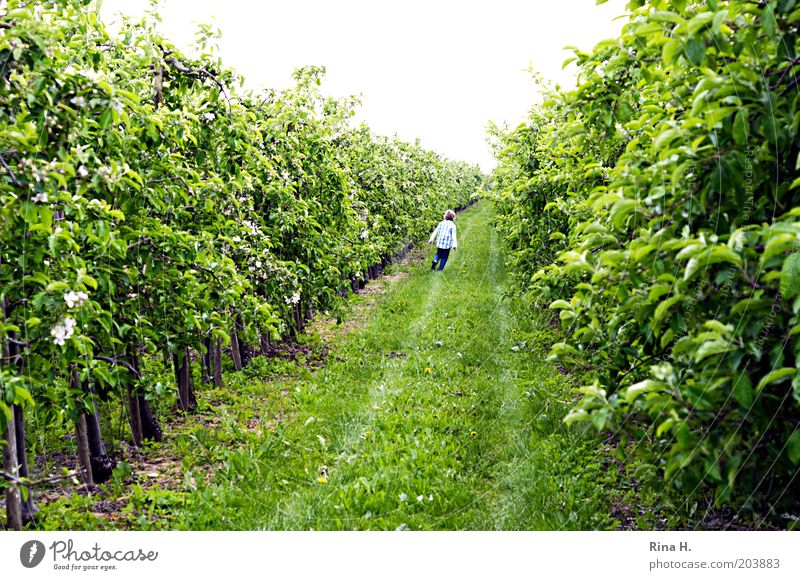 lauf Junge, lauf Frühling Garten laufen Fröhlichkeit grün Bewegung Apfelplantage Farbfoto Außenaufnahme Textfreiraum oben Kindheit Obstbau Tag