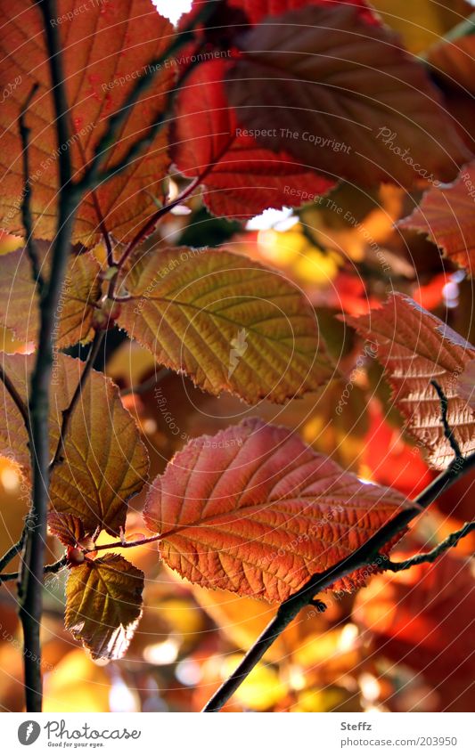 Blattwerk Haselnussblatt Hasselnussblätter rotbraun herbstlich Gegenlicht Herbstfärbung Zweig Herbstbeginn Bluthasel Blattadern Herbstlaub Blattunterseite