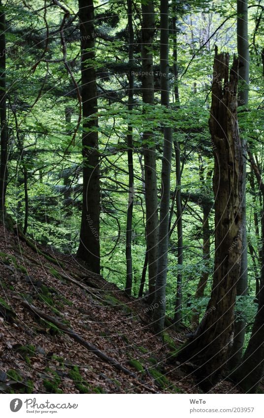 Forêt-Noire Umwelt Natur Landschaft Pflanze Baum Wald Mischwald Schwarzwald Farbfoto Außenaufnahme Menschenleer Baumstamm Totholz Tod Baumstumpf Neigung