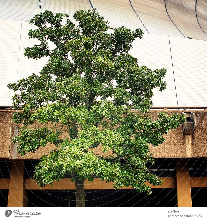 Stilmix Pflanze Baum New Orleans Haus Natur Farbfoto mehrfarbig Außenaufnahme abstrakt Louisiana Superdome New Orleans Superdom Halle