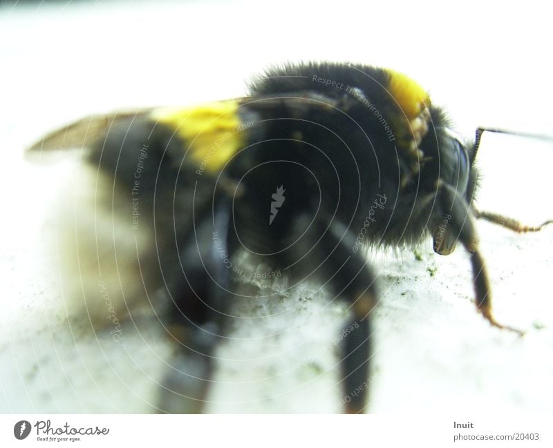 Hummel Makroaufnahme Ein Lizenzfreies Stock Foto Von Photocase