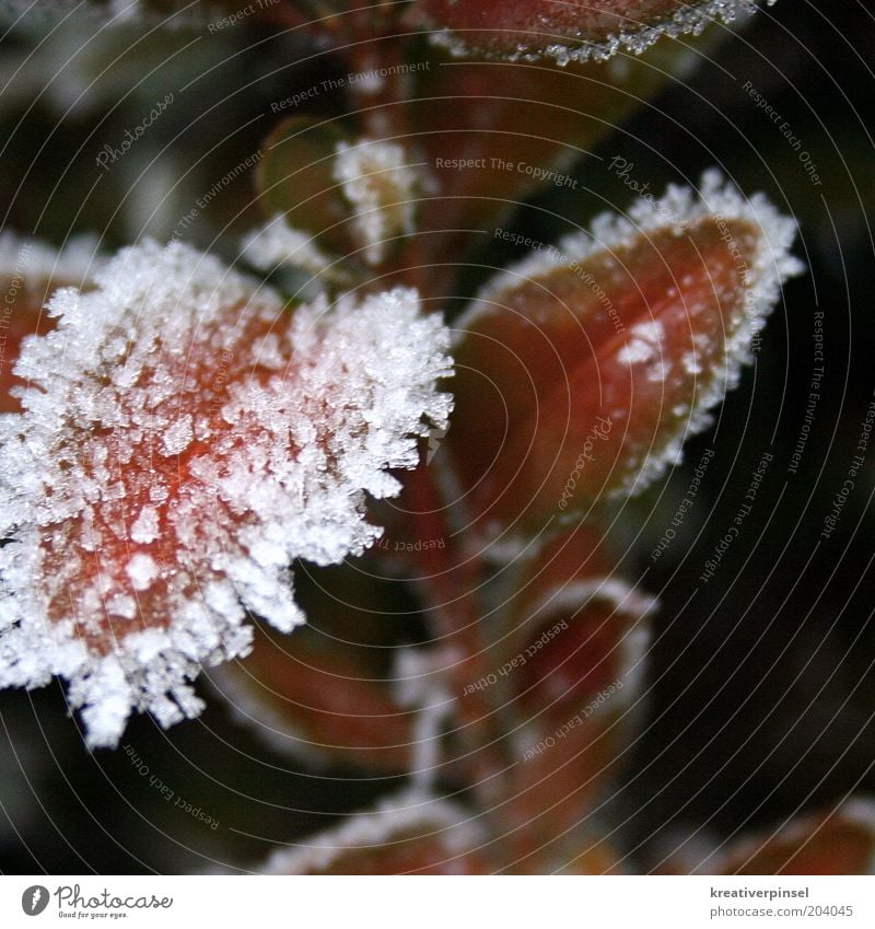 eiszeit Winter Eis Frost Schnee Pflanze Blatt Stil Detailaufnahme Eiskristall Farbfoto Außenaufnahme Tag Unschärfe Raureif Schneekristall gefroren Nahaufnahme