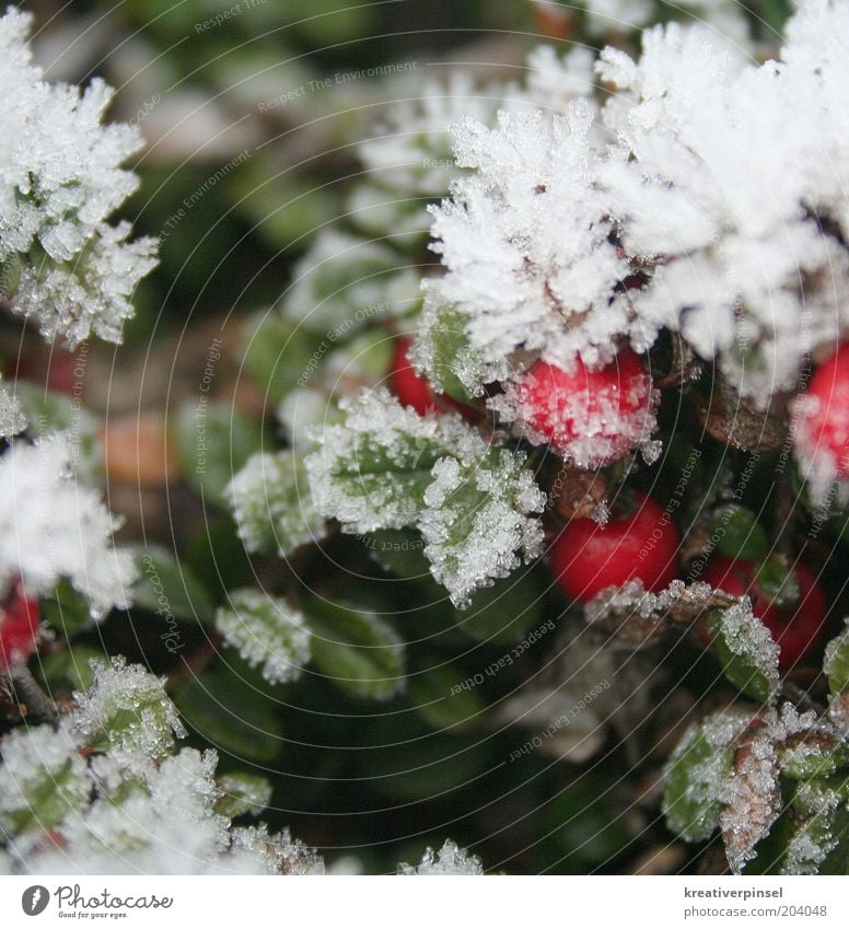 kalt Natur Winter Eis Frost Schnee Pflanze Blatt Grünpflanze weiß grün rot Eiskristall Detailaufnahme mehrfarbig Außenaufnahme Nahaufnahme Tag Unschärfe Beeren