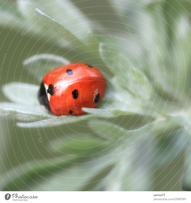 viel Glück Umwelt Natur Pflanze Blatt Tier Käfer Siebenpunkt-Marienkäfer Insekt 1 Freundlichkeit klein positiv schön grau orange rosa Einsamkeit einzigartig