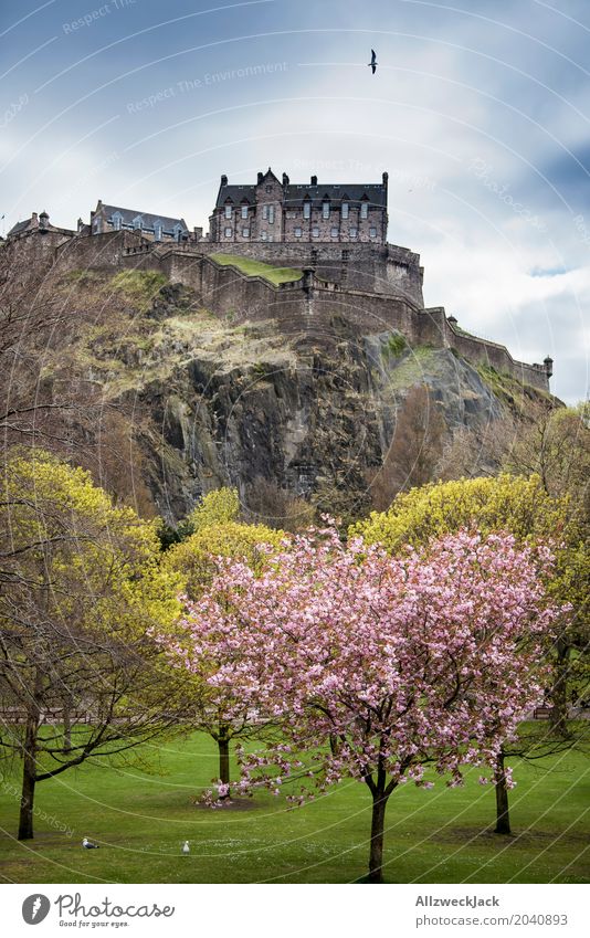Edinburgh Castle Schönes Wetter Baum Kirschblüten Kirschbaum Felsen Schottland Hauptstadt Stadtzentrum Altstadt Burg oder Schloss Sehenswürdigkeit Wahrzeichen