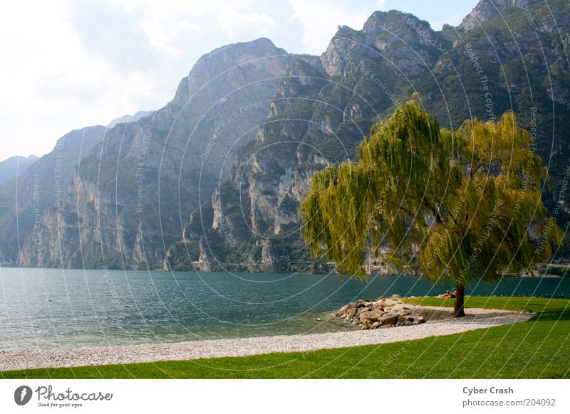 Impression Gardasee Landschaft Pflanze Wasser Sommer Baum Berge u. Gebirge Seeufer Italien Europa Einsamkeit Idylle Farbfoto Außenaufnahme Menschenleer