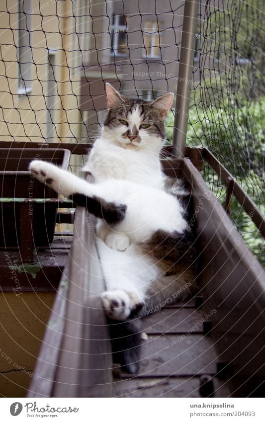 relax! Wohlgefühl Erholung ruhig Haustier Katze 1 Tier schlafen lustig Hauskatze Schlafplatz Blumenkasten Balkon Blick Farbfoto Außenaufnahme Tag