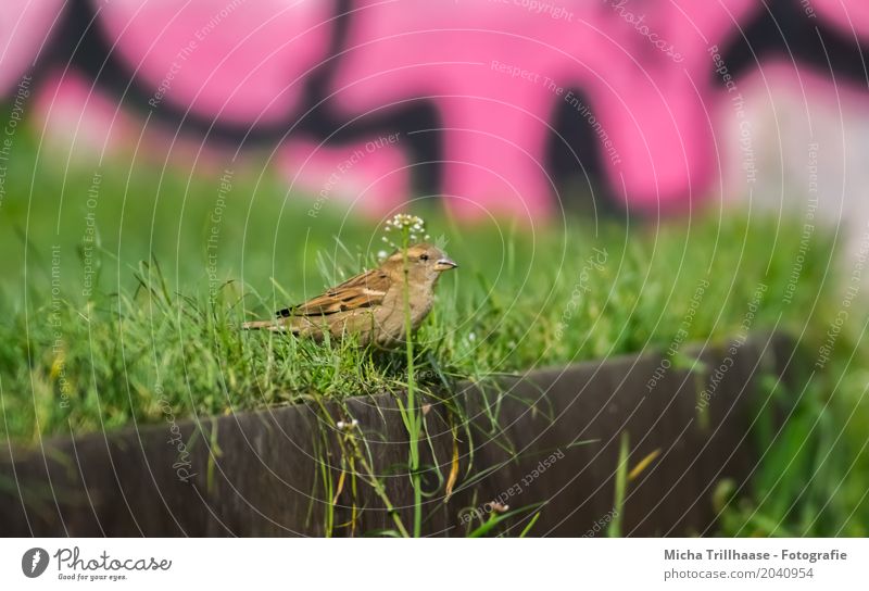 Spatz und Graffiti Kunst Kultur Jugendkultur Umwelt Natur Tier Sonne Sonnenlicht Schönes Wetter Pflanze Gras Grünpflanze Mauer Wand Wildtier Vogel Tiergesicht