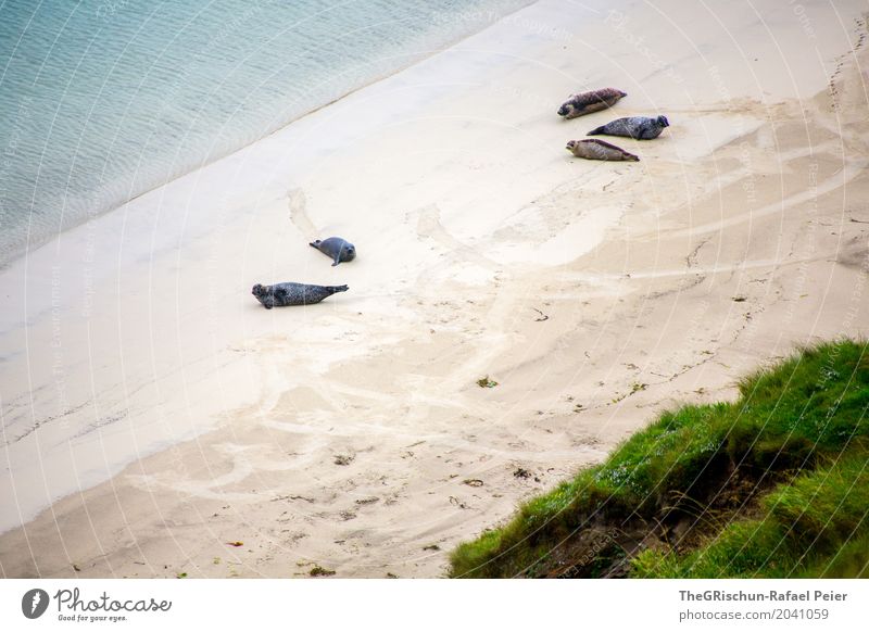 Strand Umwelt Natur schlechtes Wetter blau schwarz türkis weiß Gras Meer Shetland Robe liegen genießen Wasser Spuren Sand grün 5 kalt Farbfoto Außenaufnahme