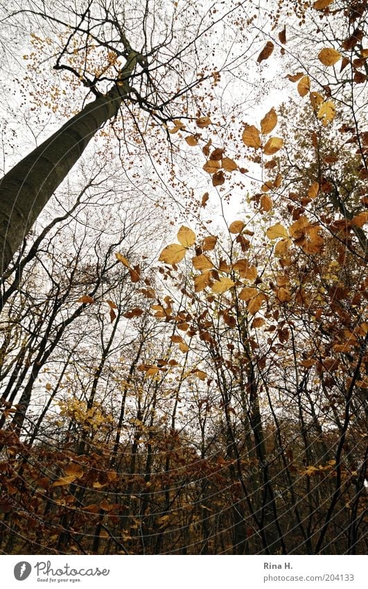 Hoch hinaus Umwelt Natur Landschaft Himmel Herbst Baum Wald natürlich wild Blatt Farbfoto Menschenleer Starke Tiefenschärfe Herbstlaub Laubbaum Laubwald laublos