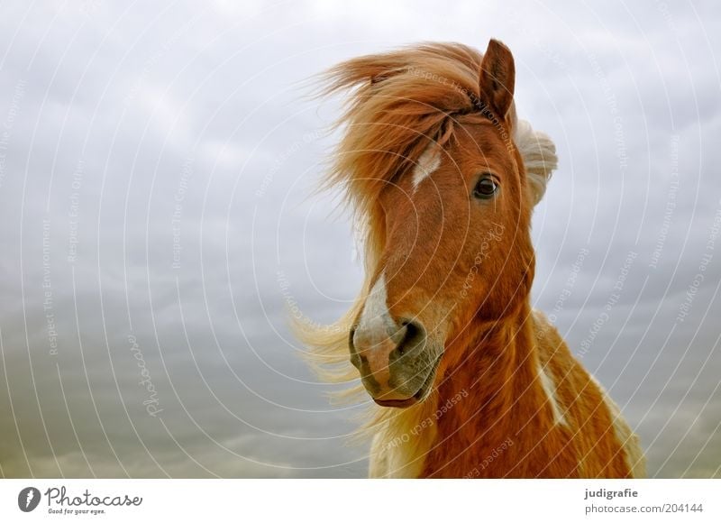 Island Natur Himmel Wolken Tier Nutztier Pferd 1 beobachten ästhetisch Freundlichkeit natürlich braun Stimmung Zufriedenheit Tierliebe Island Ponys Wind Mähne