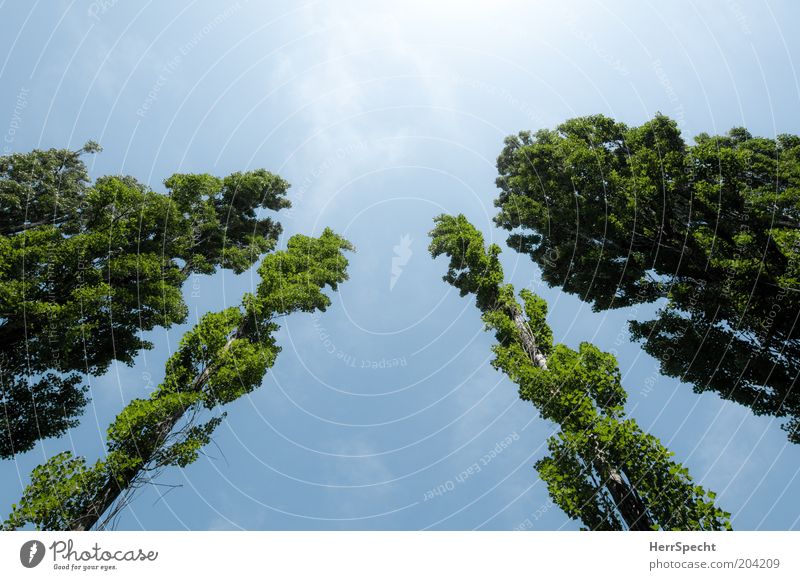 Papperlapappel Natur Pflanze Himmel Sommer Baum Pappeln blau grün aufstrebend Baumreihe Blauer Himmel Farbfoto Außenaufnahme Menschenleer Textfreiraum oben